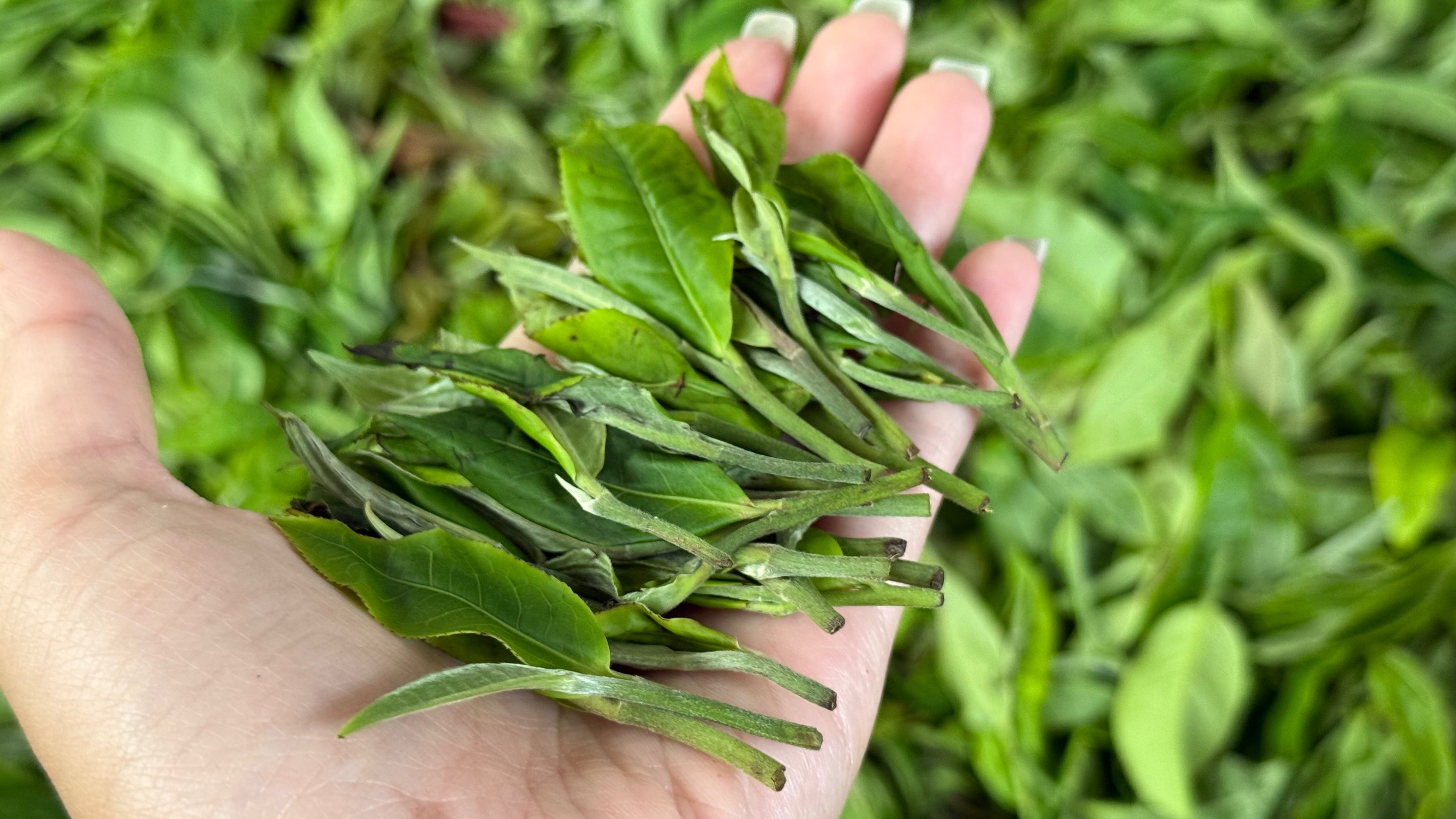 The Sourcing Manifesto: Why the Leaf Must Struggle to Thrive
